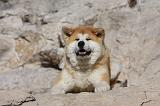 AKITA INU 288